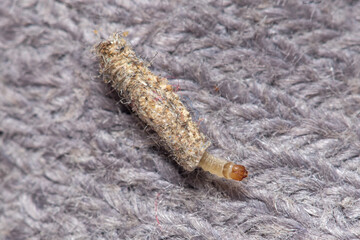 Larva of Tinea pelionella moth dragging her snug case on a fabric cloth. High quality photo - obrazy, fototapety, plakaty