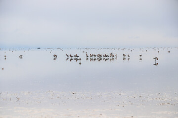 flock of seagulls