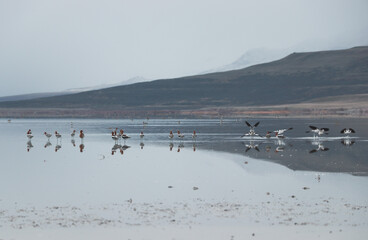 ducks on the lake