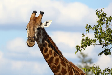 Giraffe / Giraffe / Giraffa camelopardalis