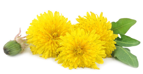 Dandelion flowers isolated on white background