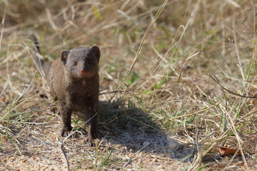 Südliche Zwergmanguste / Dwarf mongoose / Helogale parvula