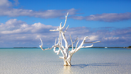 Old white dead tree in the shallow water of the flats of Harbor Island, Bahamas. 
