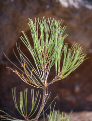 Close up of a torrey pine branch, in the Torrey Pine Forest on Santa Rosa Island. 