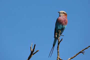 Gabelracke / Lilacbreasted roller / Coracias caudata