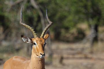 Schwarzfersenantilope / Impala / Aepyceros melampus