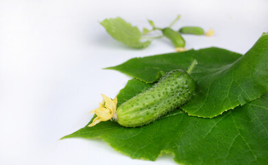 Pimpled cucumber on leaves isolated on white background. fresh green vegetables