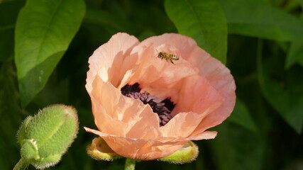 Biene in Mohnblüte