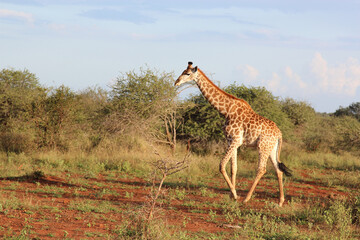 Giraffe / Giraffe / Giraffa Camelopardalis