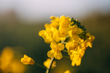 Obraz premium colza yellow plant