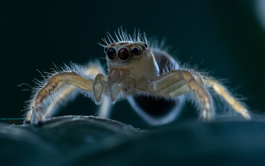 crab spider on a rock