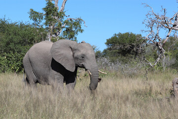 Obraz premium Afrikanischer Elefant / African elephant / Loxodonta africana