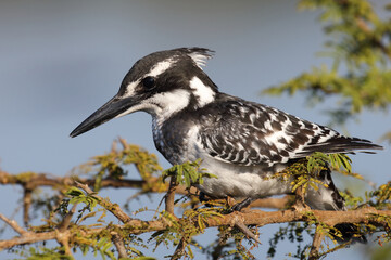 Graufischer / Pied kingfisher / Ceryle rudis