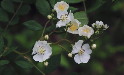 tree blossom