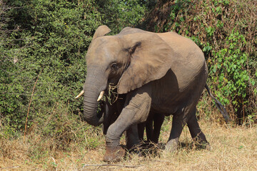 Afrikanischer Elefant / African elephant / Loxodonta africana