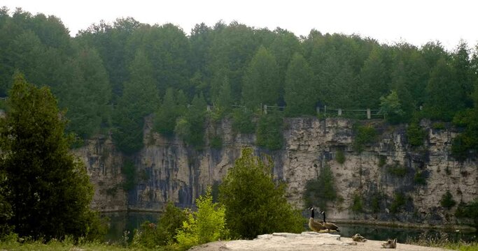 Canadian geese with quarry background in Elora Ontario Canada