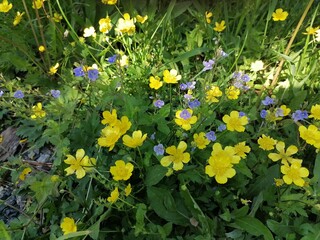 flowers in the garden, Ranunculus acris