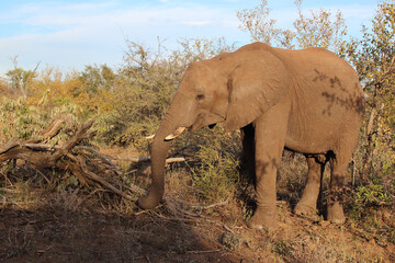 Afrikanischer Elefant / African elephant / Loxodonta africana