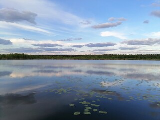 Lake with water lilies and sky. Clear day