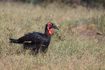 Kaffernhornrabe / Southern ground hornbill / Bucorvus leadbeateri