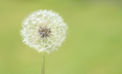 Dandelion plant with soft green background
