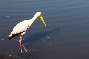 Nimmersatt / Yellow-billed stork / Mycteria ibis