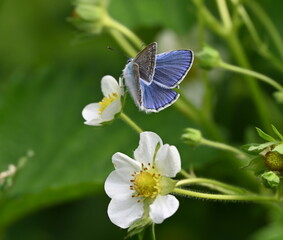 Der Bläuling, kleiner Schmetterling