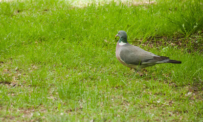 Hannover Tiergarten