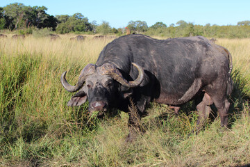Kaffernbüffel und Rotschnabel-Madenhacker / African buffalo and Red-billed oxpecker / Syncerus...