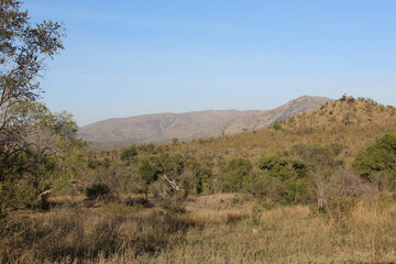 Krüger Park - Afrikanischer Busch / Kruger Park - African bush /