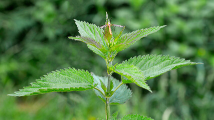 The upper leaves of a herbaceous plant called nettle, popular all over Podlasie in Poland. The photos were taken in the village of Turośl in May 2021.