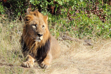 Afrikanischer Löwe / African lion / Panthera leo.