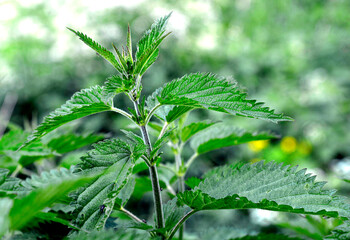 The upper leaves of a herbaceous plant called nettle, popular all over Podlasie in Poland. The photos were taken in the village of Turośl in May 2021.