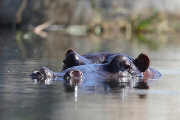 Fototapeta premium Flußpferd / Hippopotamus / Hippopotamus amphibius