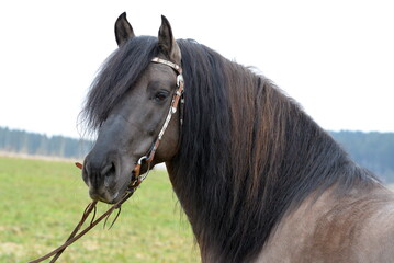 Kiger Mustang