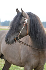 Kiger Mustang
