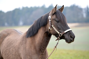 Kiger Mustang