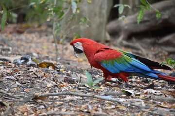 Red and green Macaw eating seeds outdoors