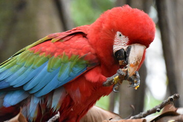 Red and green Macaw eating seeds outdoors