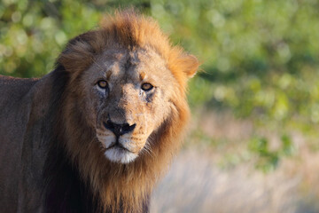 Afrikanischer Löwe / African lion / Panthera leo.