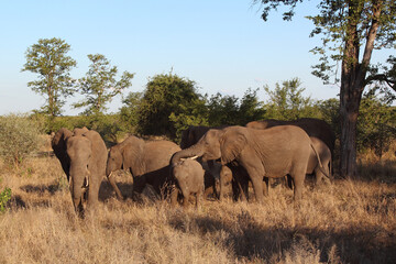 Fototapeta premium Afrikanischer Elefant / African elephant / Loxodonta africana...