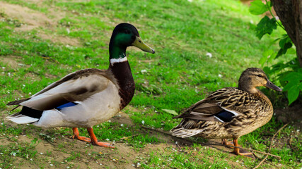 Naklejka na ściany i meble Male and female ducks sit in the green grass near the pond. nature and animals
