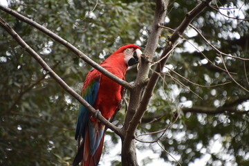 Red and green Macaw eating seeds outdoors