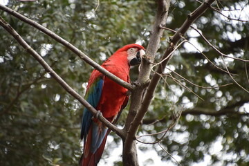 Red and green Macaw eating seeds outdoors