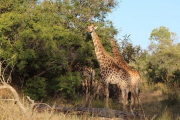 Fototapeta premium Giraffe / Giraffe / Giraffa camelopardalis