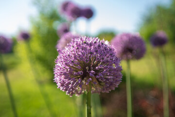 Wild native beauty flower allium echinops thistle with nectar blooming in field