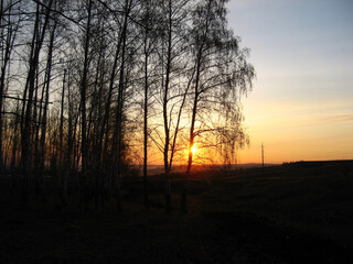 Sunset in the countryside. Birches in the rays of sun