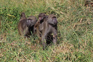B&auml;renpavian / Chacma baboon / Papio ursinus.....