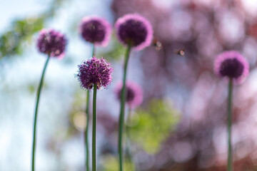 Wild native beauty flower allium echinops thistle with nectar blooming in field