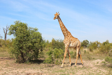 Giraffe / Giraffe / Giraffa camelopardalis